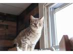 Adopt Gracie a Gray, Blue or Silver Tabby Domestic Shorthair (short coat) cat in