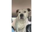 Adopt Lola a Pit Bull Terrier