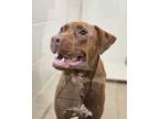 Adopt Wanda (Keegan) a Red/Golden/Orange/Chestnut Pit Bull Terrier / Mixed dog