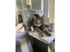 Adopt Cedar a Brown Tabby Domestic Shorthair / Mixed (short coat) cat in