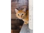 Adopt Vallie a Orange or Red Tabby Domestic Shorthair (short coat) cat in
