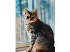 Adopt Tiger a Brown Tabby Tabby / Mixed (short coat) cat in Charlotte