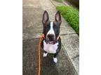 Adopt Camilla a Black - with White American Pit Bull Terrier / Mixed dog in