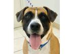 Adopt Winston a Hound (Unknown Type) / Mixed dog in Osage Beach, MO (38016332)