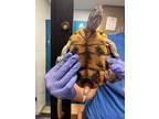 Adopt Michelangelo a Turtle - Other / Mixed reptile, amphibian