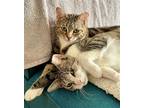 Adopt Eggplant & Macaroni: Delicious Duo! a Brown Tabby Domestic Shorthair /