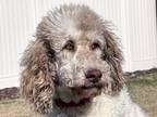 Adopt Faith a White Labrador Retriever / Poodle (Standard) / Mixed dog in