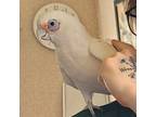 Adopt CORAL a Cockatoo