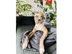 Adopt Tintoretto a Brown/Chocolate American Pit Bull Terrier / Mixed dog in
