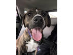 Adopt Shelby a Brindle Mixed Breed (Large) / Mixed dog in Cincinnati