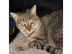 Adopt Blanche a American Shorthair