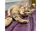 Adopt Sheena a Domestic Short Hair