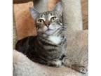 Adopt Beatrice a American Shorthair