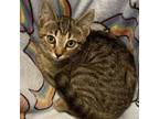 Adopt Chanel a American Shorthair