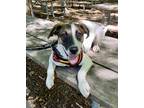 Adopt Mera a White Labrador Retriever / Mixed dog in Morton Grove, IL (38084166)
