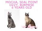 Adopt Mocha and Ozzy a Siamese