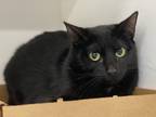 Adopt Joy a All Black Domestic Shorthair / Domestic Shorthair / Mixed cat in