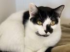 Adopt avLoise a White Domestic Longhair / Domestic Shorthair / Mixed cat in