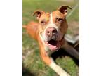 Adopt Francisco a Brown/Chocolate American Pit Bull Terrier / Mixed dog in