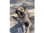 Adopt Peeta a Black Mouth Cur