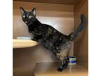 Adopt Pam a All Black Domestic Shorthair / Domestic Shorthair / Mixed cat in