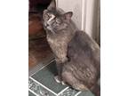 Adopt Pixie a American Shorthair