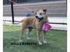 Adopt Bella Darling a Tan/Yellow/Fawn Mixed Breed (Large) / Mixed dog in Kansas