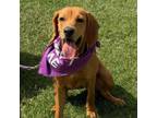 Adopt Leilah a Redbone Coonhound