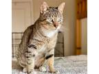 Adopt Sawyer a Brown Tabby Domestic Shorthair / Mixed (short coat) cat in Los