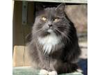 Adopt Lucy a Domestic Long Hair