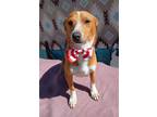 Adopt Peter Brady of the Brady Pups a Red/Golden/Orange/Chestnut - with White