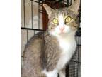 Adopt Boots a Domestic Short Hair, Tabby