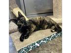 Adopt Fleming a Domestic Short Hair