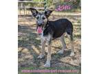 Adopt Kifli a Black - with Tan, Yellow or Fawn Schnauzer (Miniature) / Terrier