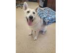 Adopt Shakita a German Shepherd Dog / Mixed dog in York, SC (38123927)