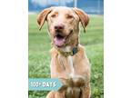 Adopt Carter a Labrador Retriever / Mixed dog in Lancaster, OH (38176804)