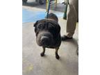 Adopt Li-Shang* a Shar-Pei