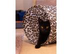 Adopt Kate a All Black Domestic Shorthair / Mixed (short coat) cat in Brick