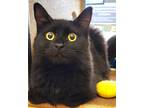 Adopt NYX a All Black Domestic Longhair (long coat) cat in Brea, CA (38192360)