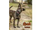 Adopt Leah a Mountain Cur, Plott Hound