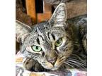 Adopt ATHENA a Brown Tabby Domestic Mediumhair (medium coat) cat in Brea