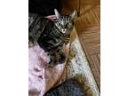 Adopt Sammi Sweetheart a Brown Tabby Domestic Shorthair / Mixed (short coat) cat