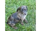 Wapoo Puppy for sale in Bumpass, VA, USA