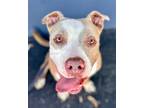Adopt Whiskey D - Adopt Me! a American Staffordshire Terrier / Mixed dog in Lake