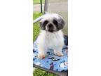 Adopt Max a Shih Tzu / Mixed dog in Davie, FL (38064609)