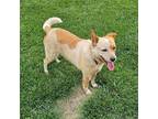 Adopt Yam a Red/Golden/Orange/Chestnut - with White Australian Cattle Dog dog in