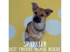 Adopt Sparkler a Golden Retriever, Australian Shepherd