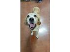 Adopt Riley a Red/Golden/Orange/Chestnut - with White English (Redtick)