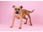 Adopt Rosemary a Pit Bull Terrier, Mixed Breed