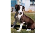 Adopt Beatrice a Border Collie, Terrier